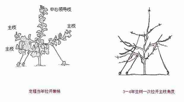 梨幼树期如何修剪枝条(梨幼树期如何修剪)